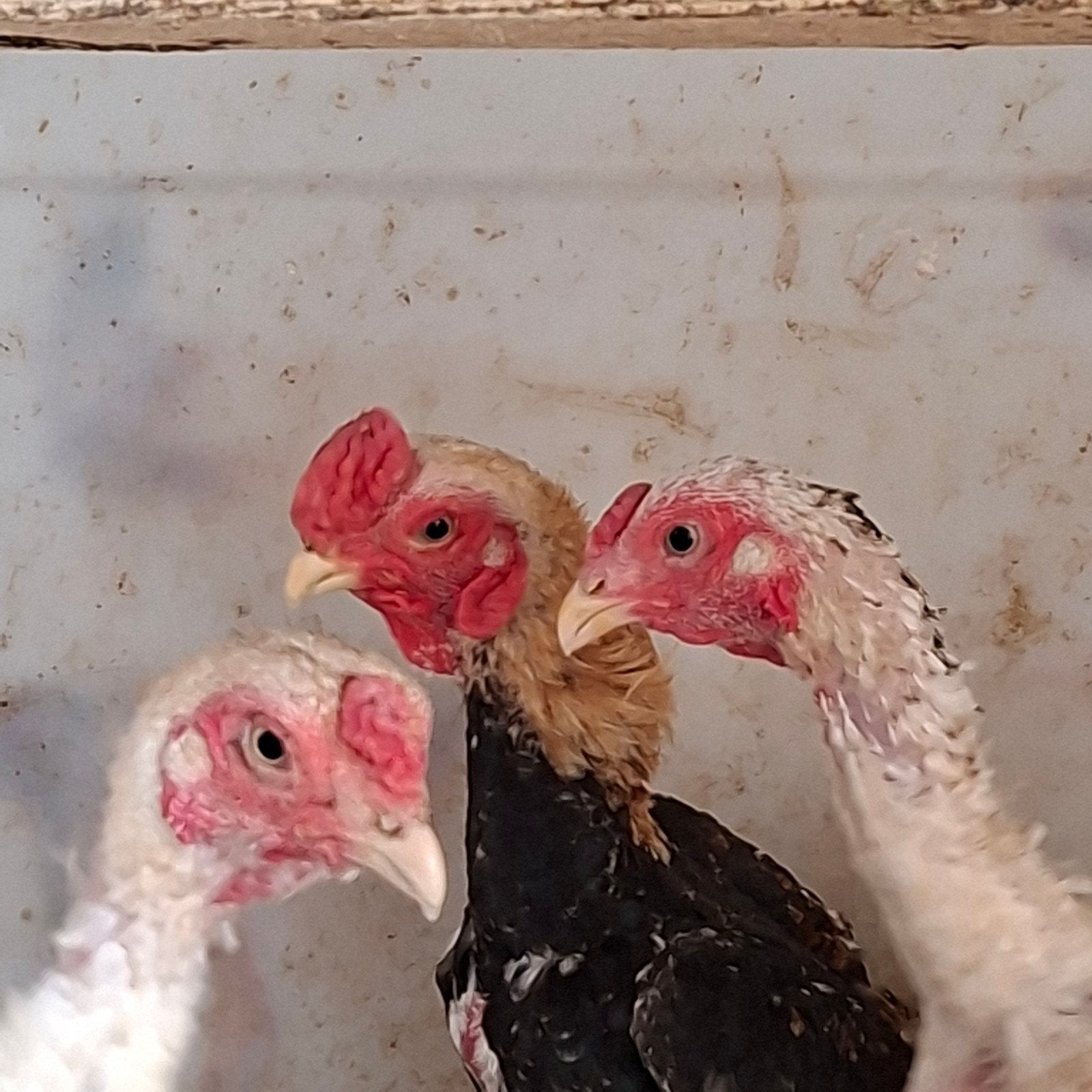 Trio Ko shamo, Dieren en Toebehoren, Meerdere dieren, Kip