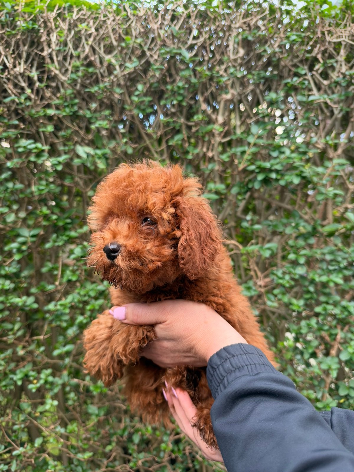 Toy poedel Reu, Dieren en Toebehoren, Poedel, Parvo, Reu, 8 tot 15 weken