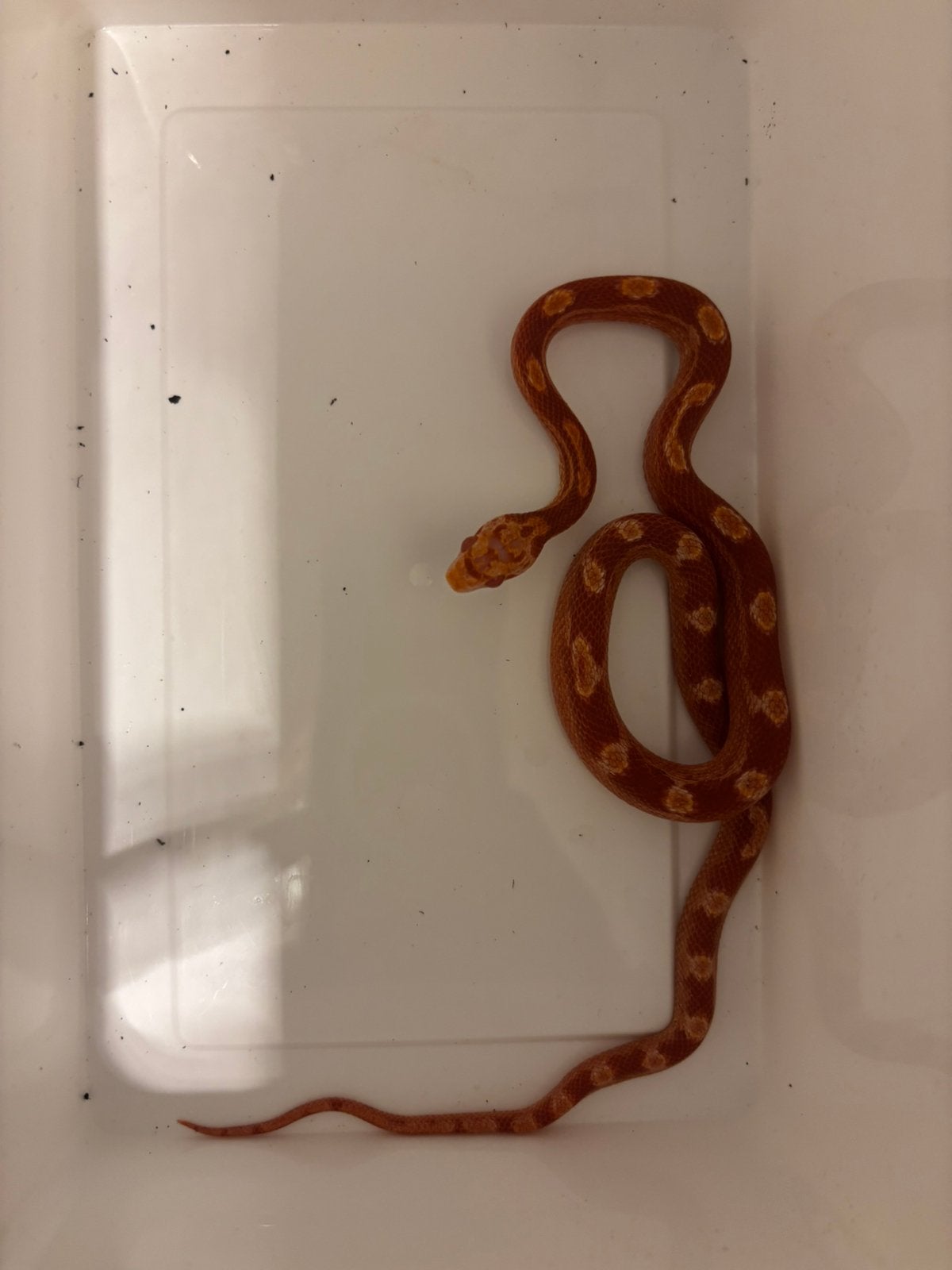 15 Rattenslangen / Pantherophis guttatus, Dieren en Toebehoren, Reptielen en Amfibieën, Amfibie, 0 tot 2 jaar