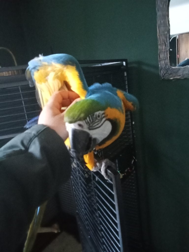 Lieve blauw gele ara, Geslacht onbekend, Papegaai, Pratend