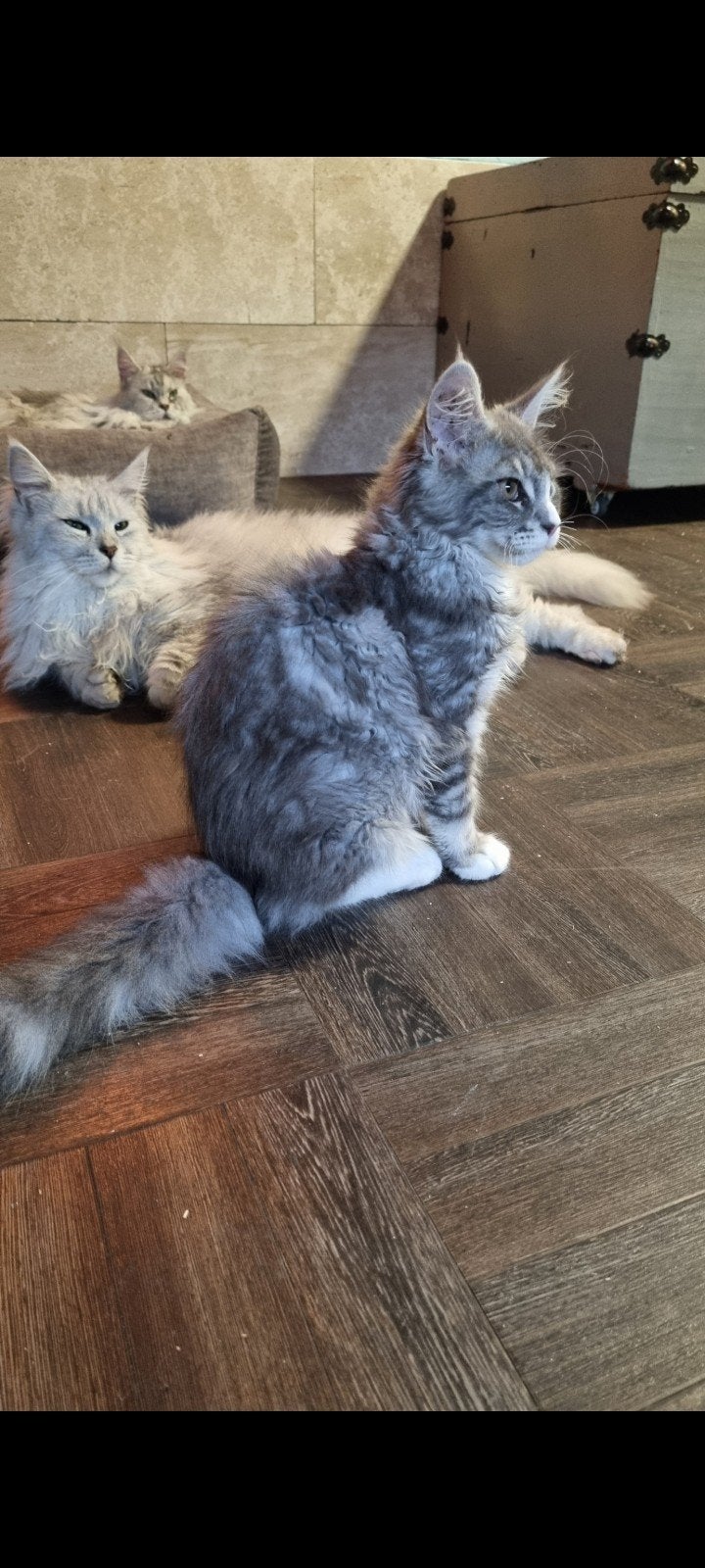 Maine Coon kitten poes beschikbaar stamboom, Poes, Met stamboom, 0 tot 2 jaar