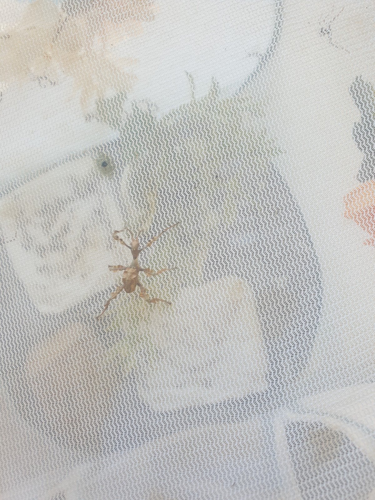 Flappentak kweek groep 20 stuks L1 tot 5, Ophalen of Verzenden, Minder dan 10 m²