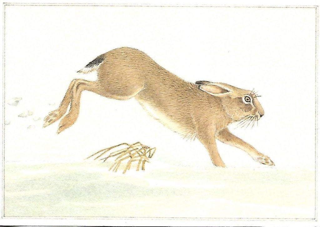 Dieren- -Haas., Verzamelen, Ophalen of Verzenden, 1980 tot heden, Gelopen, Wild dier