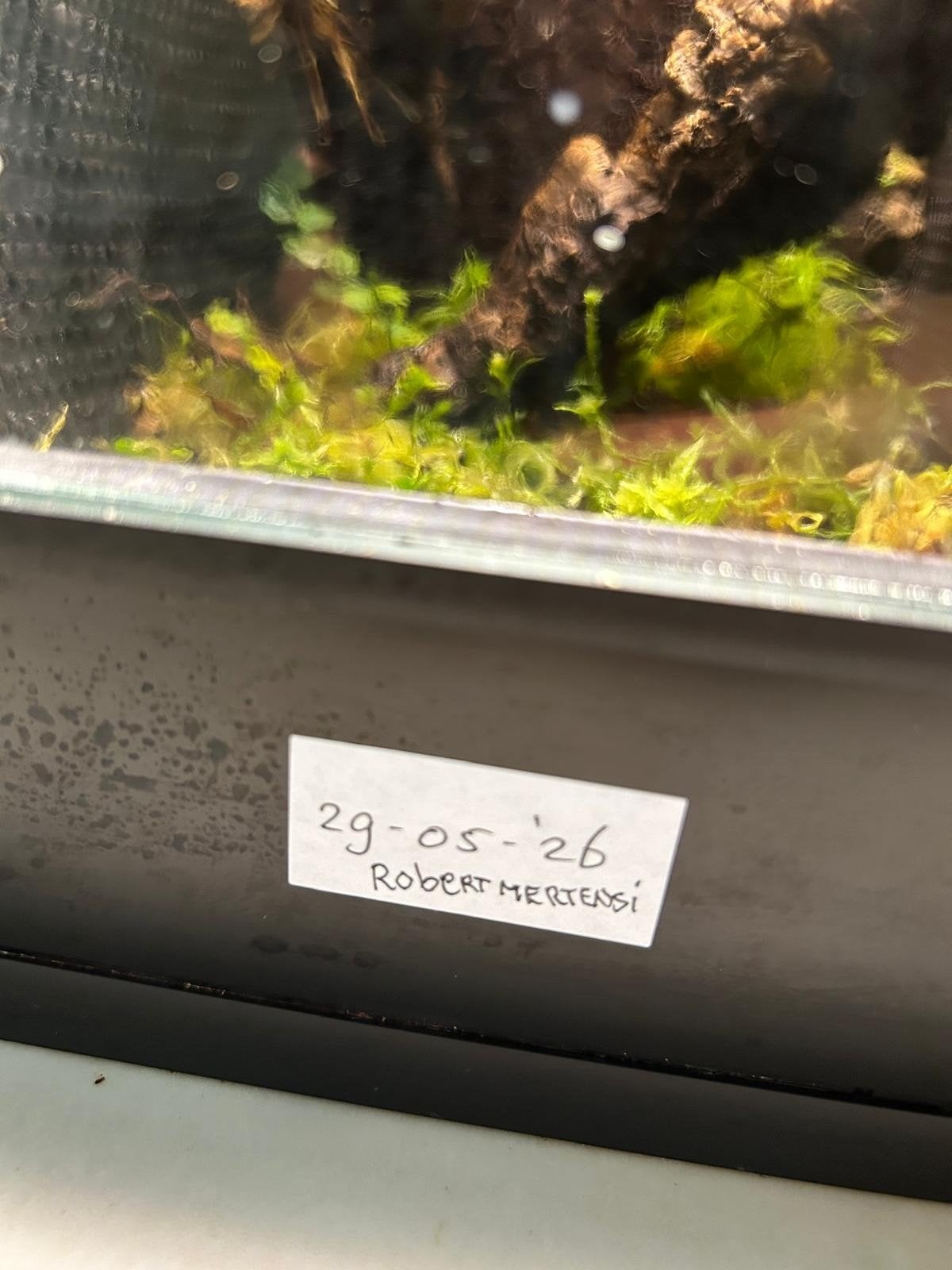 Phelsuma Robert Mertensi, Overige soorten, 0 tot 2 jaar