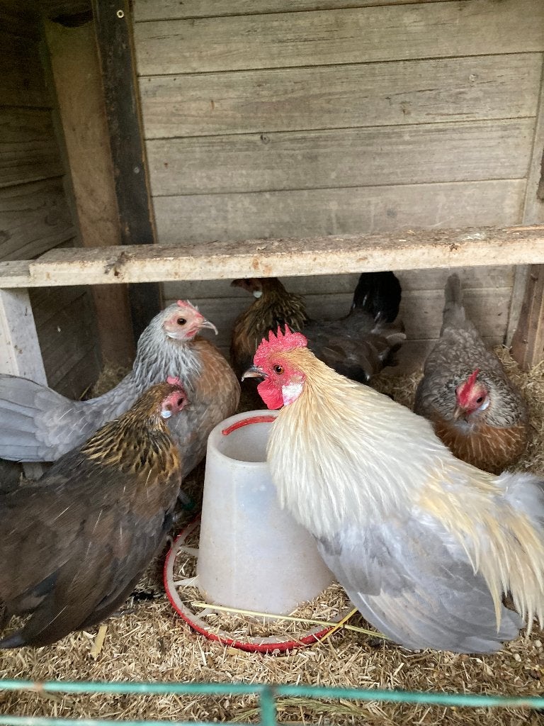 Koppeltje Hollandse Krielen, Dieren en Toebehoren, Meerdere dieren, Kip