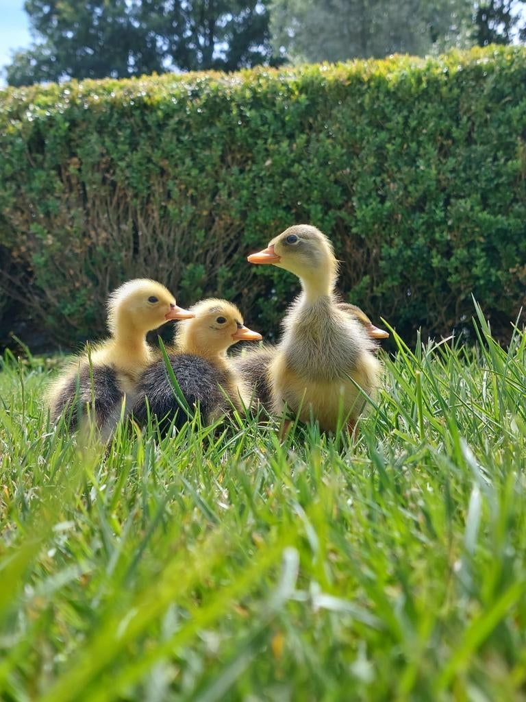 Broedeieren raszuivere indische loopeenden, flesseneend, Dieren en Toebehoren, Pluimvee, Geslacht onbekend, Eend