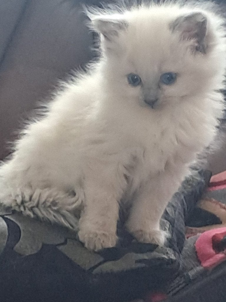 Ragdoll kitten te koop, Poes, Ontwormd, 0 tot 2 jaar