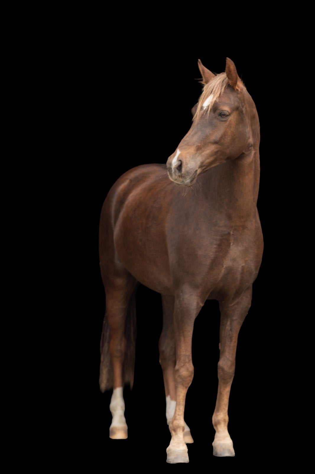 Knappe 5 jarige welsh merrie D-pony, Merrie, Minder dan 160 cm, Met stamboom, Dressuurpaard