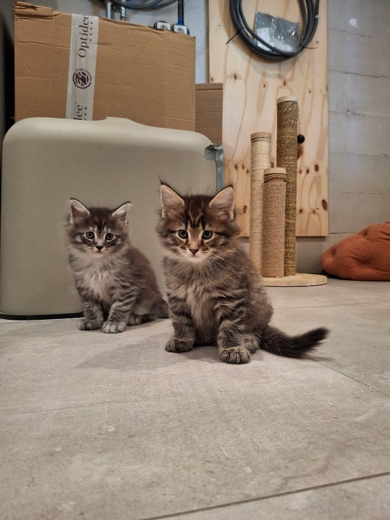 Maine Coon Kittens, Meerdere dieren, Ontwormd, 0 tot 2 jaar