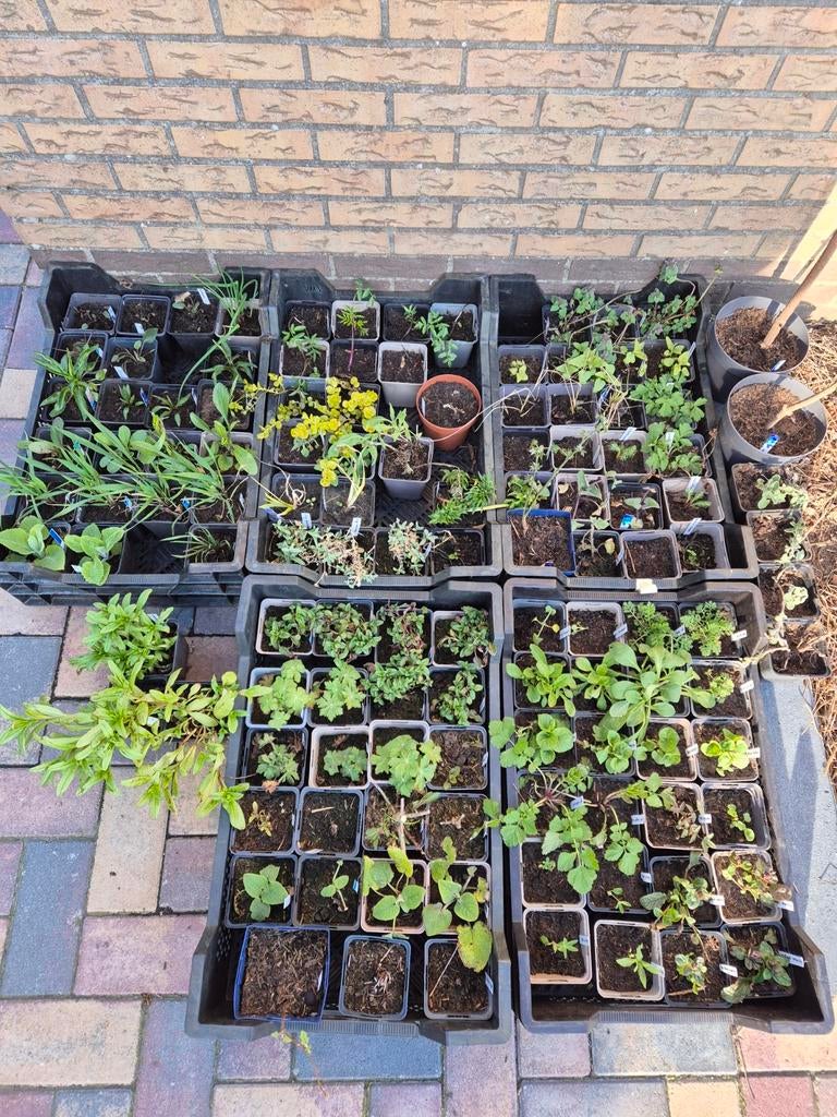 Diverse (vaste) tuinplanten, Ophalen, Overige soorten, Volle zon