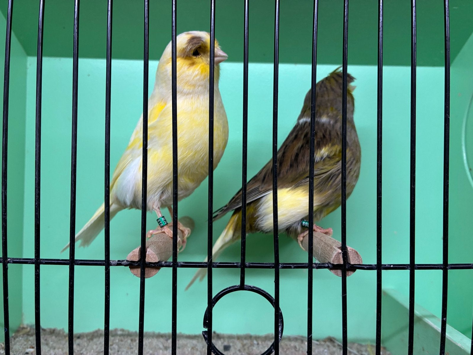 Koppels glosters, Meerdere dieren, Postuurkanarie
