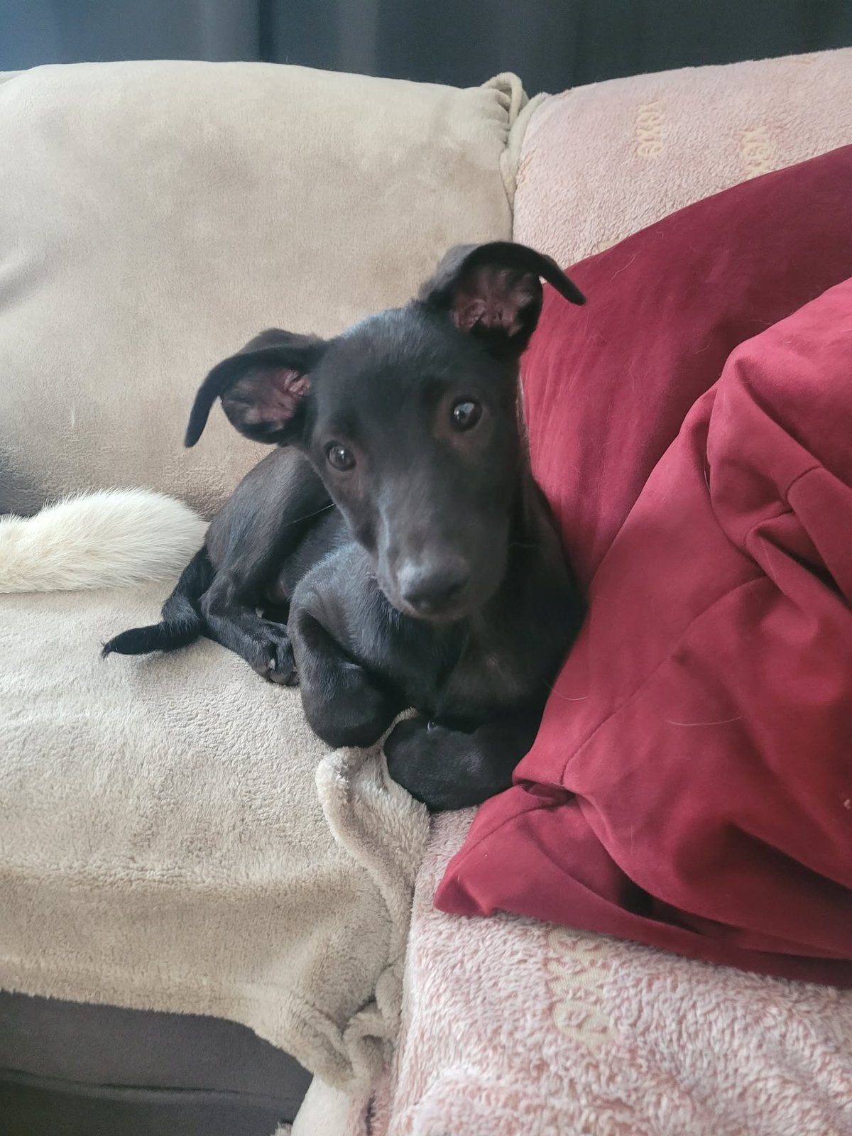 Viyana, medium pup teefje 4 maanden, Dieren en Toebehoren, Honden | Niet-rashonden, Particulier, 15 weken tot 1 jaar, Buitenland