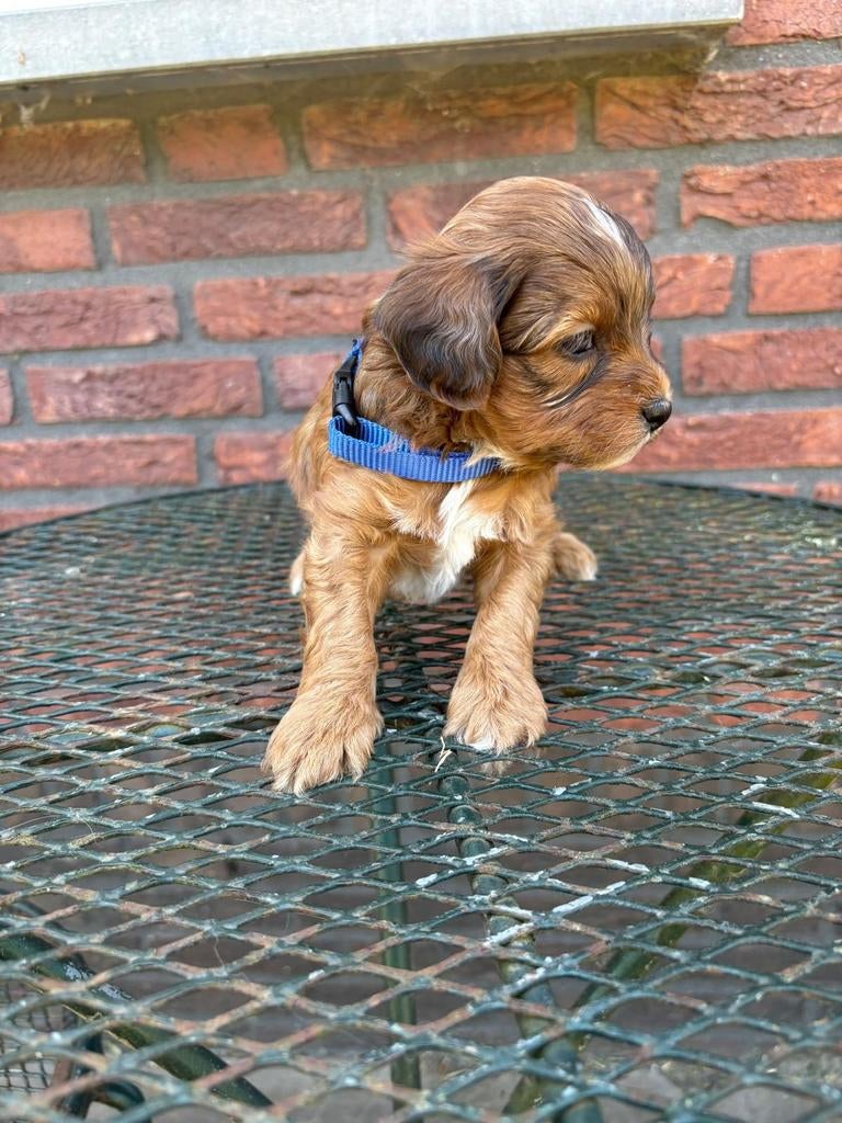 Boompoo pups (Toy poedel x Boomer/Maltipoo), Parvo, Overige rassen, 8 tot 15 weken, Meerdere