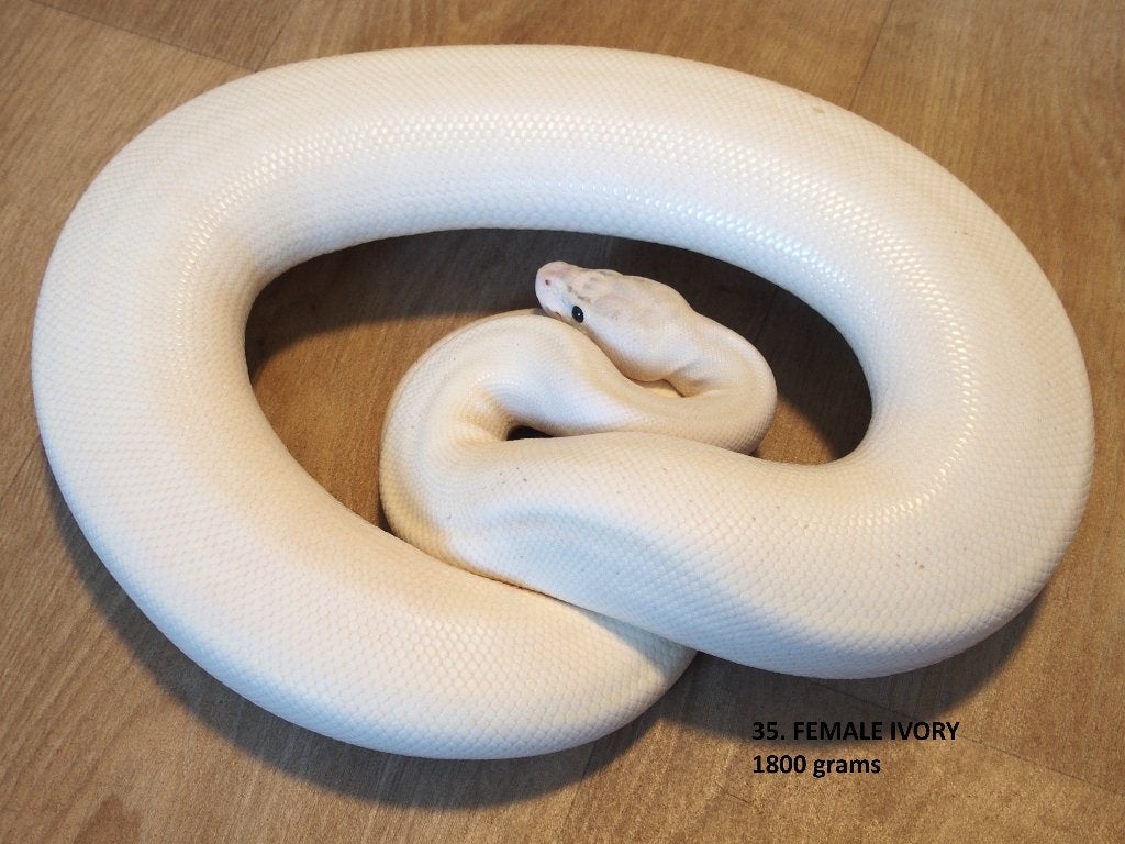 Koningspythons halfwas en kweekdieren deel 2 Ball Python photo 6