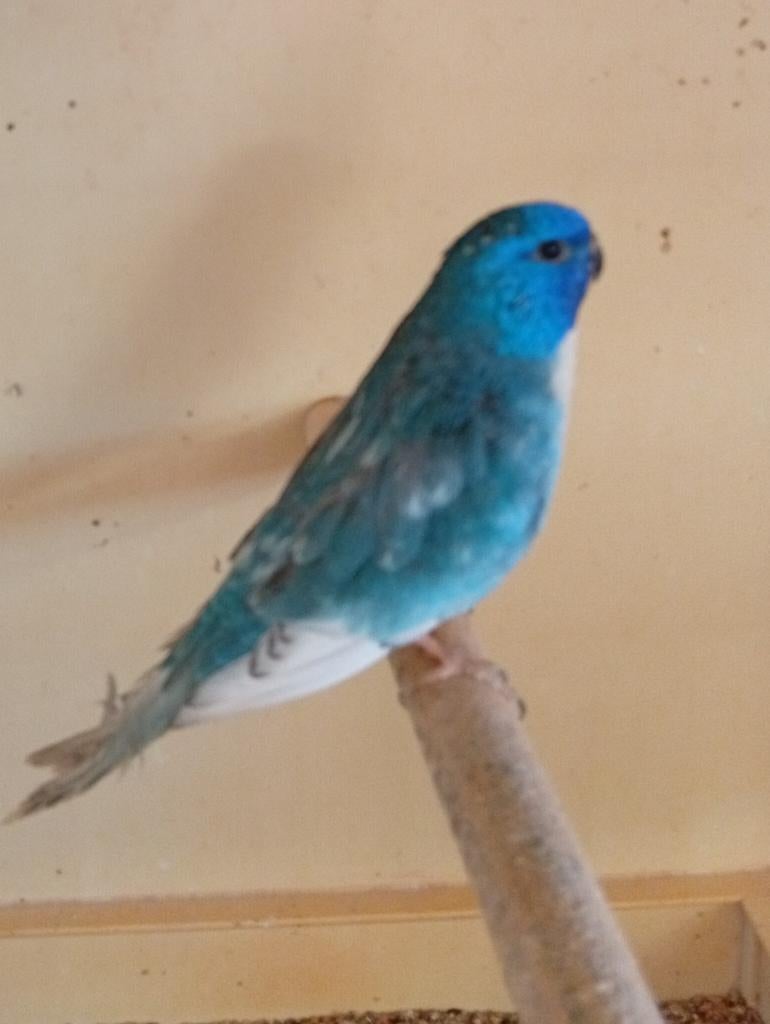 Splendid blauw ef violet gezoomd  25, Dieren en Toebehoren, Vogels | Parkieten en Papegaaien, Mannelijk, Parkiet, Geringd