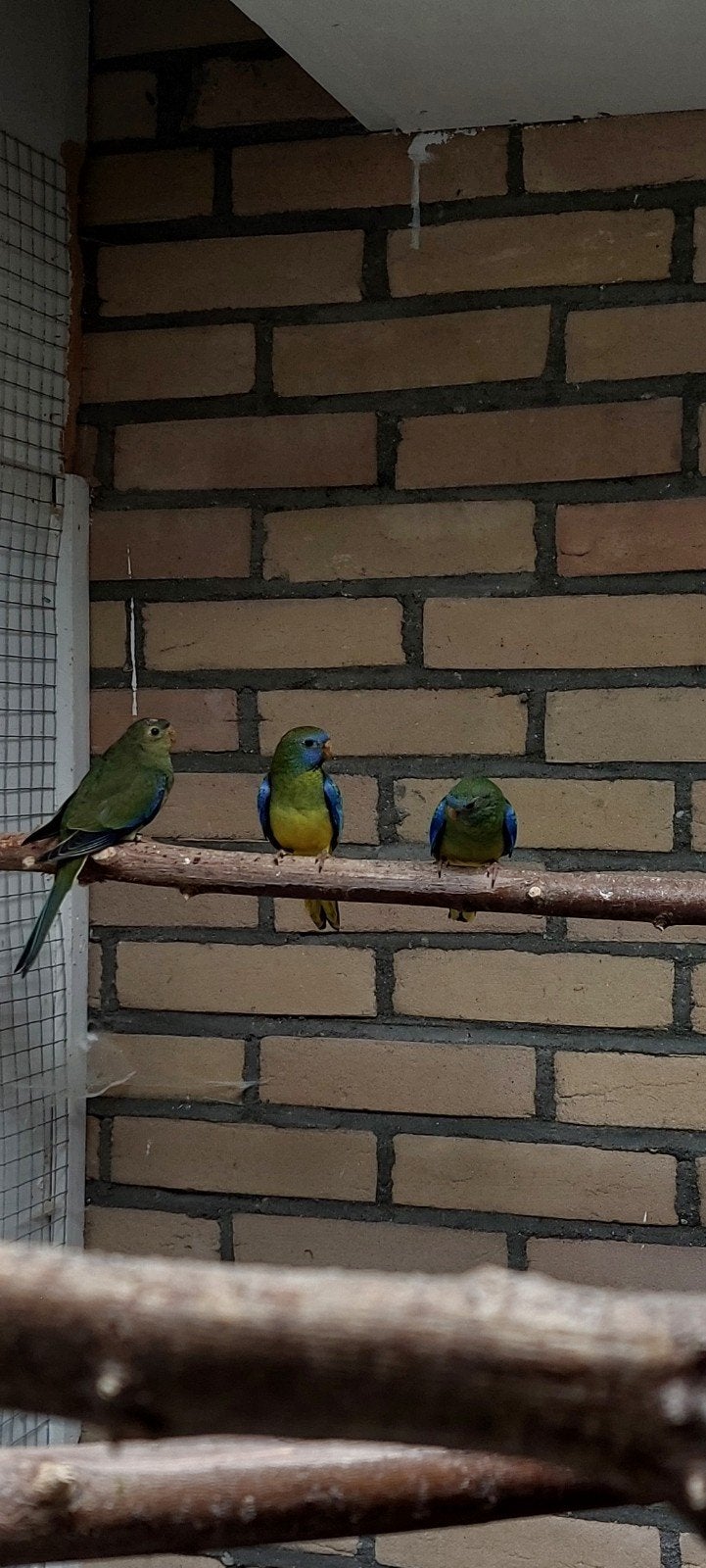 Eleganten, splendids, turquisine, Meerdere dieren, Parkiet, Geringd