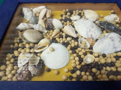 decoratie schelpen en zaden, Ophalen of Verzenden, 'T Olde Gre-j, Info@toldegrej.nl, Endepoelstraat 20f Didam