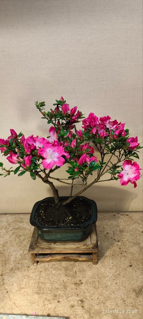 Bonsai Japanse azalea 'Kiusianum', Ophalen of Verzenden, Overige soorten, Minder dan 100 cm