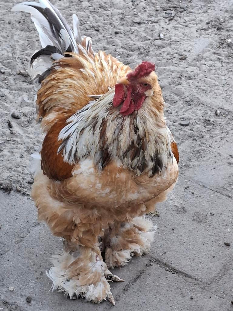 Brahma groot lemon Pyle, Dieren en Toebehoren, Pluimvee, Kip, Geslacht onbekend