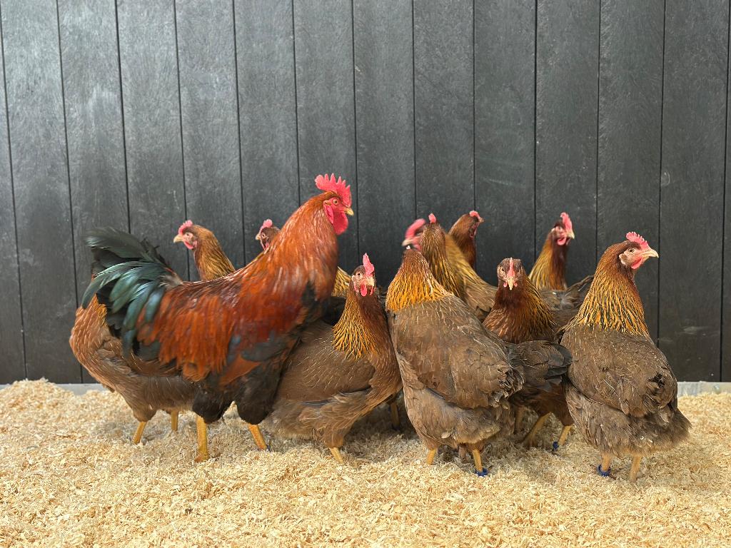Jonge tamme Welsumer kippen groot gesekst en ingeënt, Dieren en Toebehoren, Pluimvee, Vrouwelijk, Kip