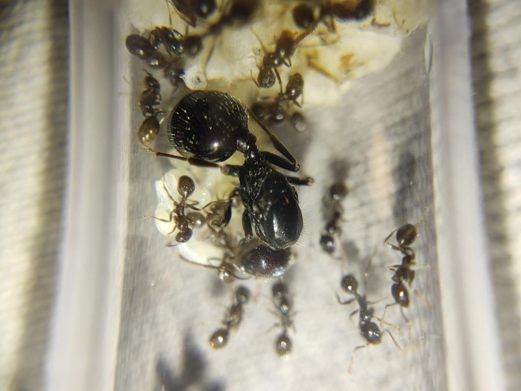 Messor Barbarus Koningin + werksters (5-10) te koop, Dieren en Toebehoren, Mieren