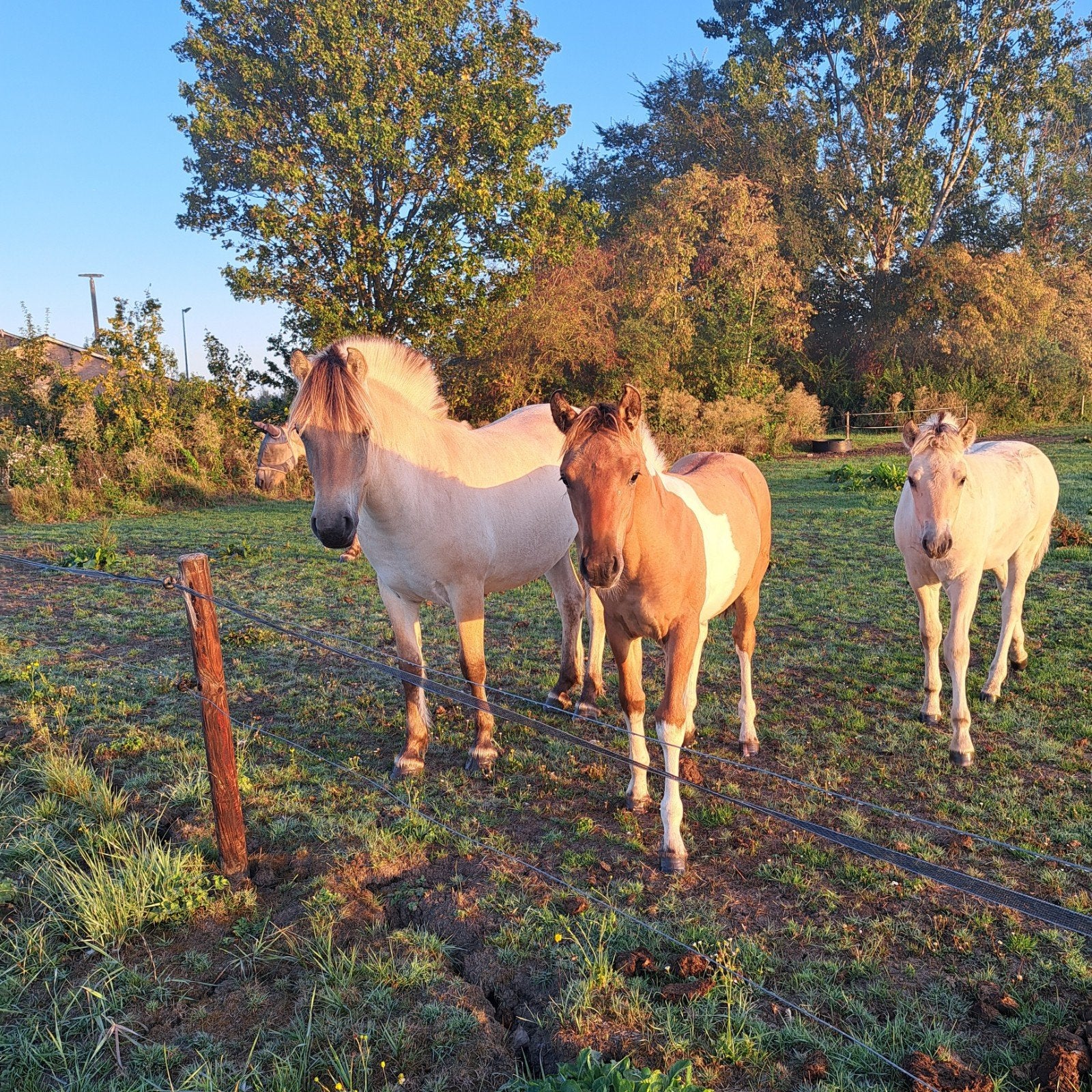 Twee hengstveulens te koop – Fjord & Fjord  KWPN, E pony (1.48m - 1.57m), Met stamboom, Dressuurpony, 0 tot 2 jaar