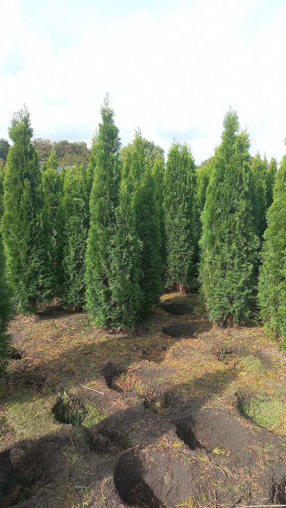 Mooie haagconiferen thuja smaragd 100 cm tot 225 cm, Bloeit niet, Halfschaduw, 100 tot 250 cm, Overige soorten
