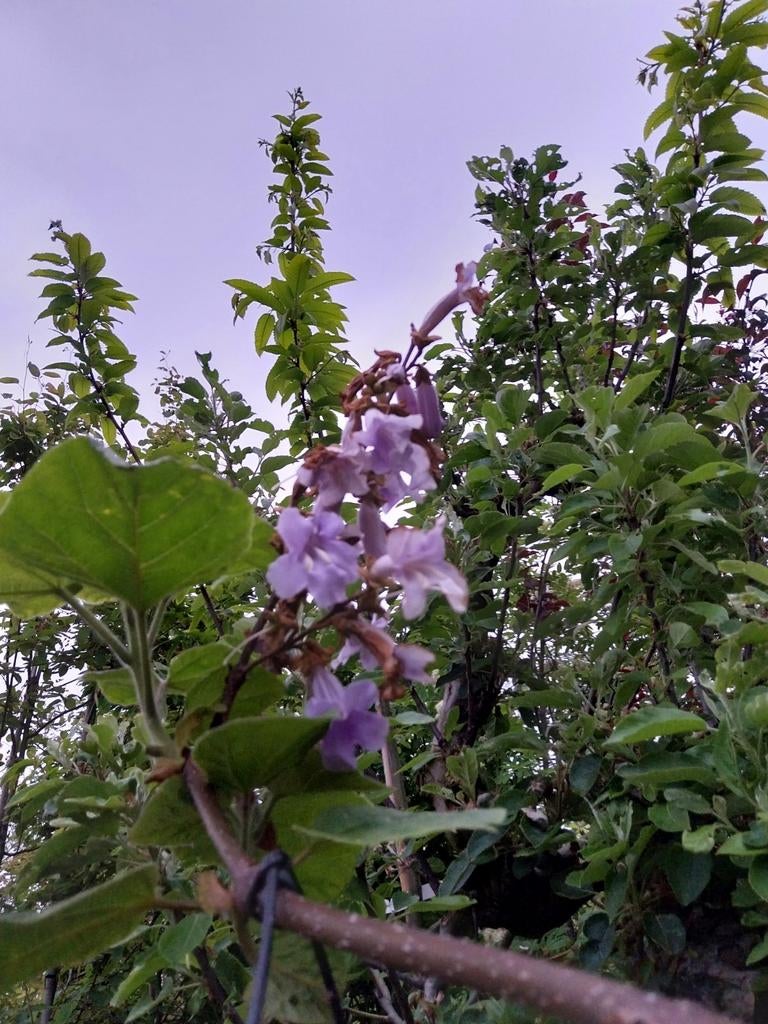 Paulownia tomentosa - Keizersboom met prachtige bloemen, Ophalen, Volle zon, Overige soorten