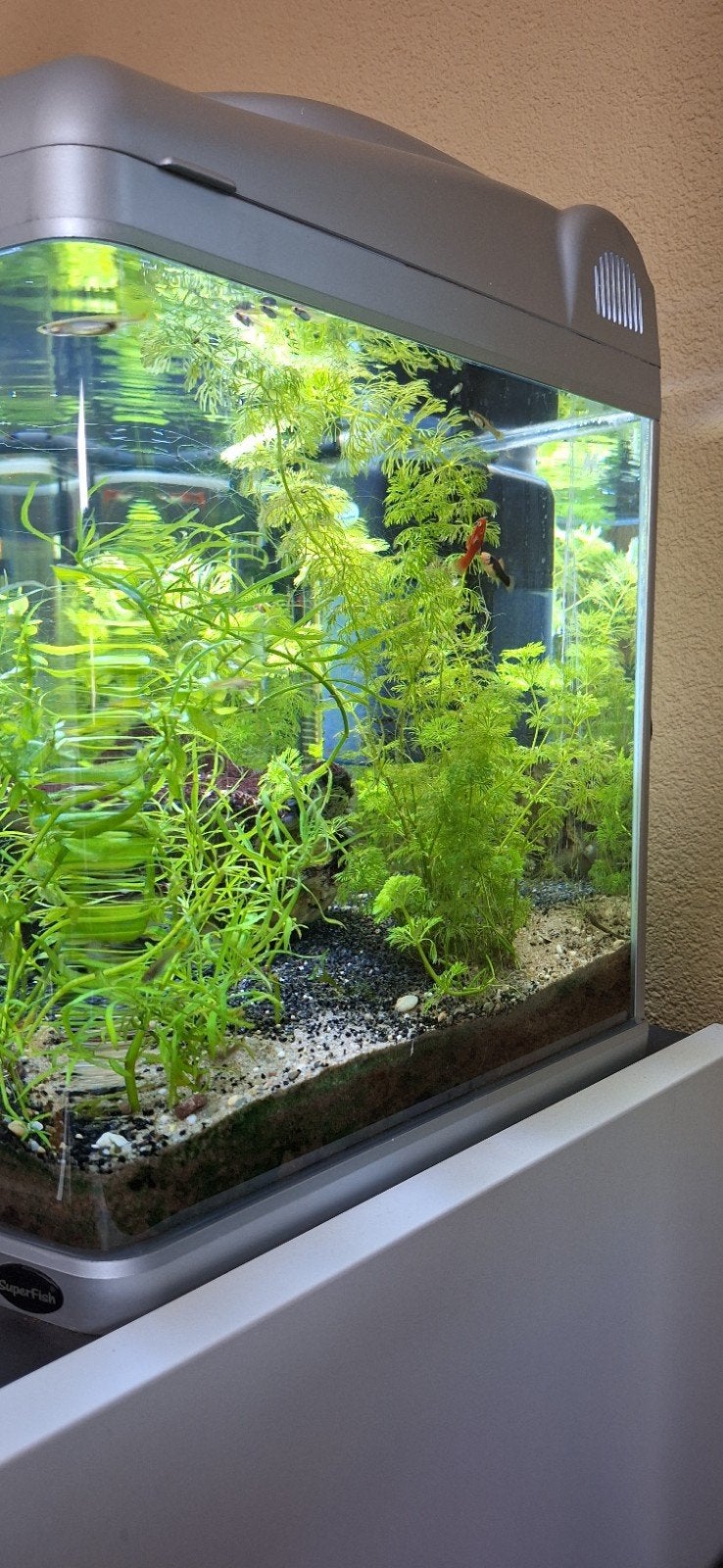 superfish 60 liter, Ophalen, Gevuld zoetwateraquarium