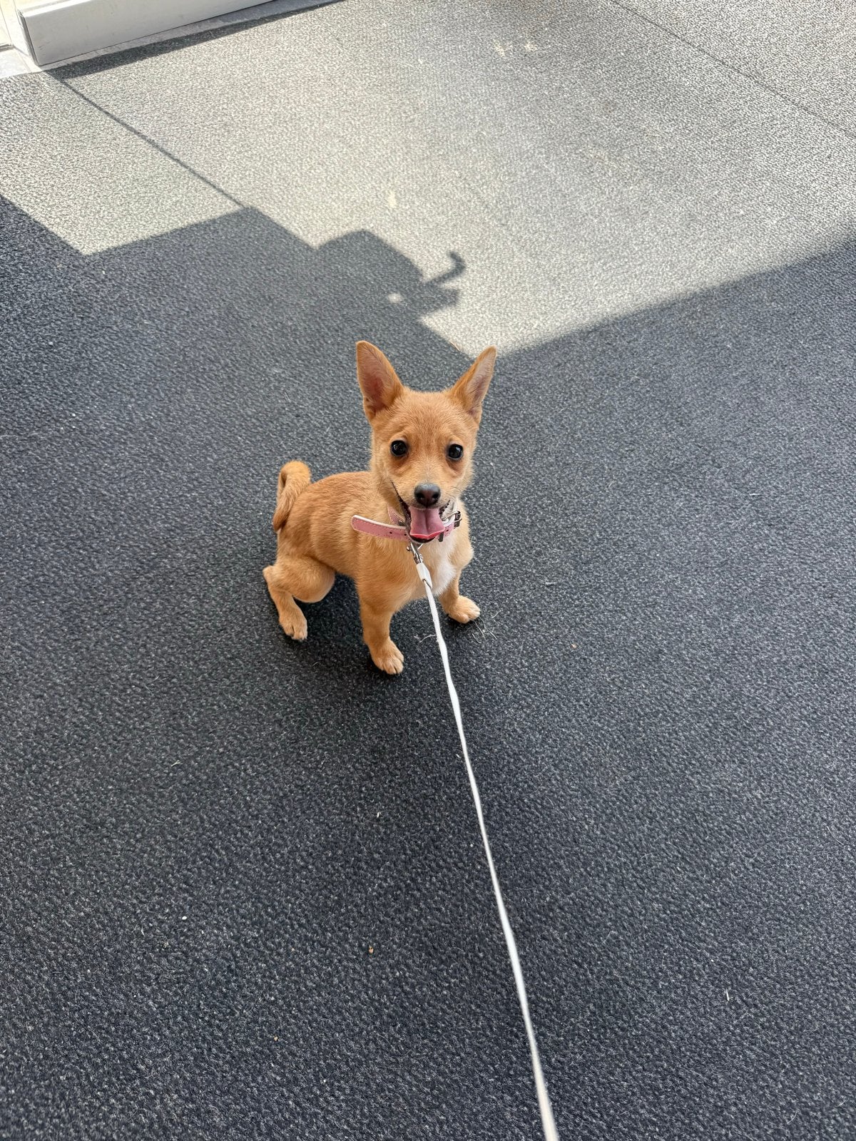 Kruising jack russel / terrier, Dieren en Toebehoren, Honden | Jack Russells en Terriërs, Jack Russell Terriër, 8 tot 15 weken