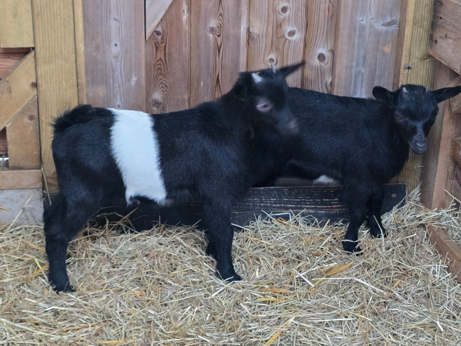 Lakenvelder geit en bok, Dieren en Toebehoren, Schapen, Geiten en Varkens, Meerdere dieren, Geit