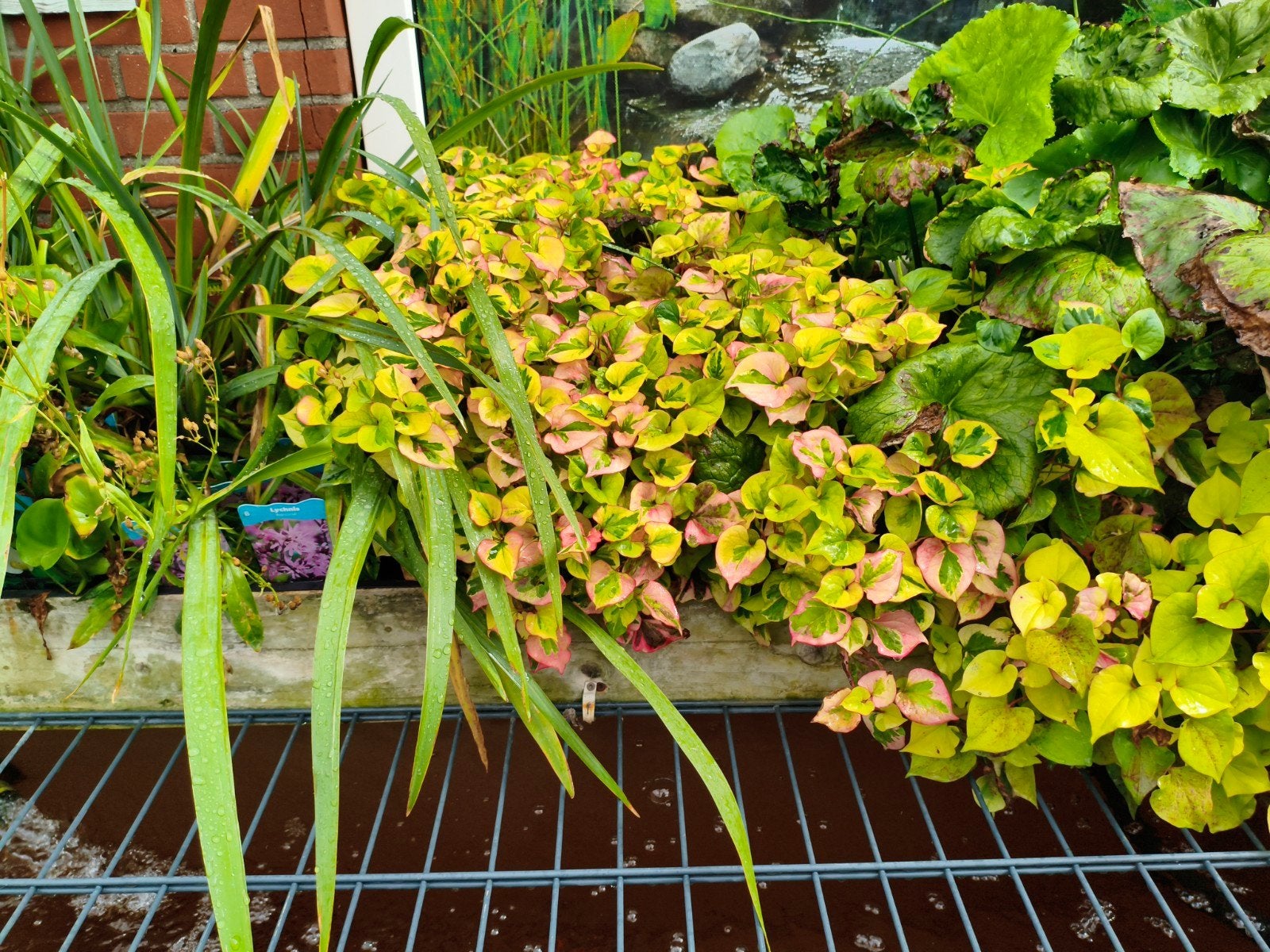vijver planten, Tuin en Terras, Vijvers, Ophalen