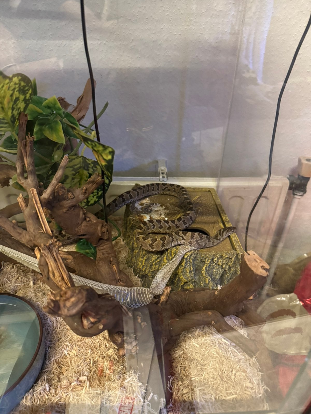1.0 dasypeltis scabra, Slang, 3 tot 6 jaar