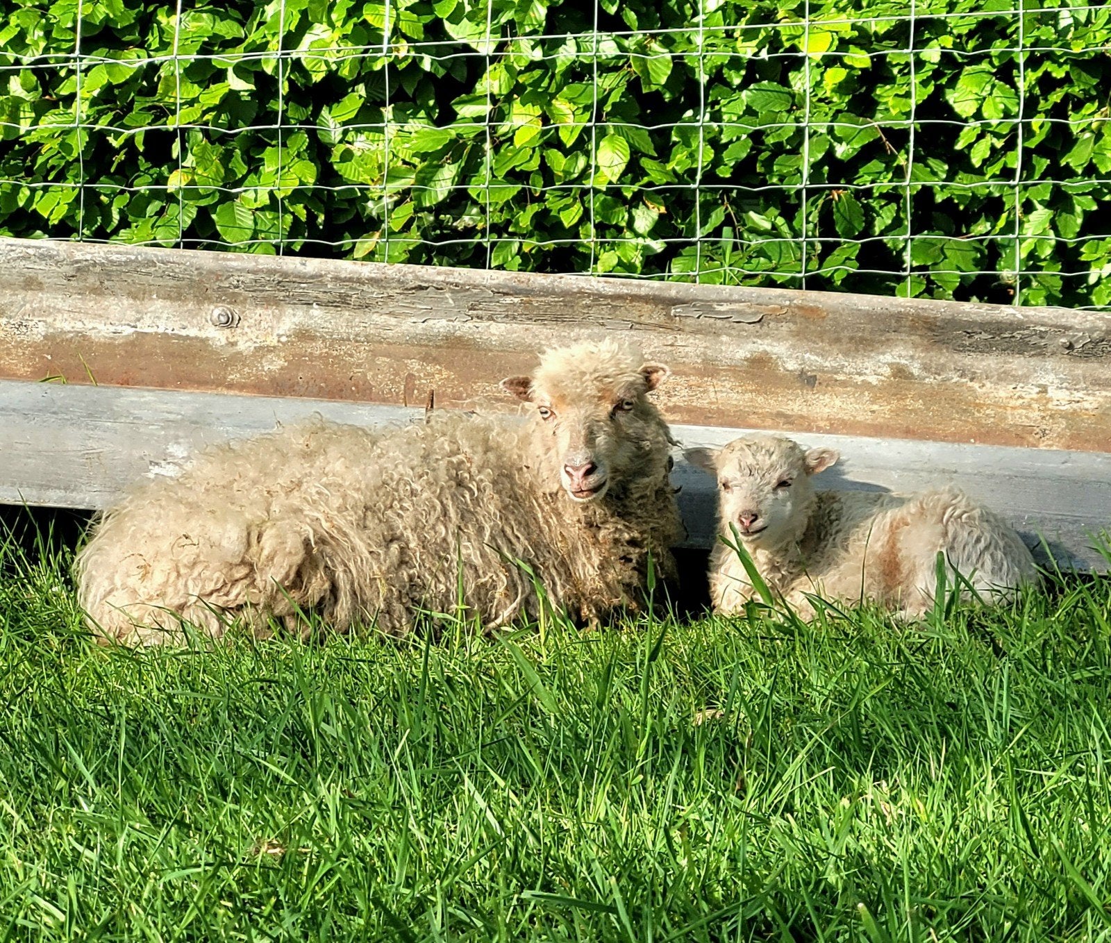 Schaap ouessant ooi te ruil aangeboden voor andere ouessant, Dieren en Toebehoren
