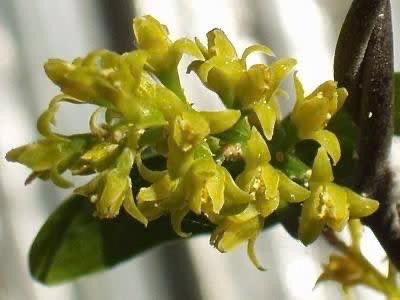 Caudex Dioscorea Sylvatica in de 16cm schaal., Huis en Inrichting, Kamerplanten, Overige soorten, Minder dan 100 cm, Bloeiende kamerplant