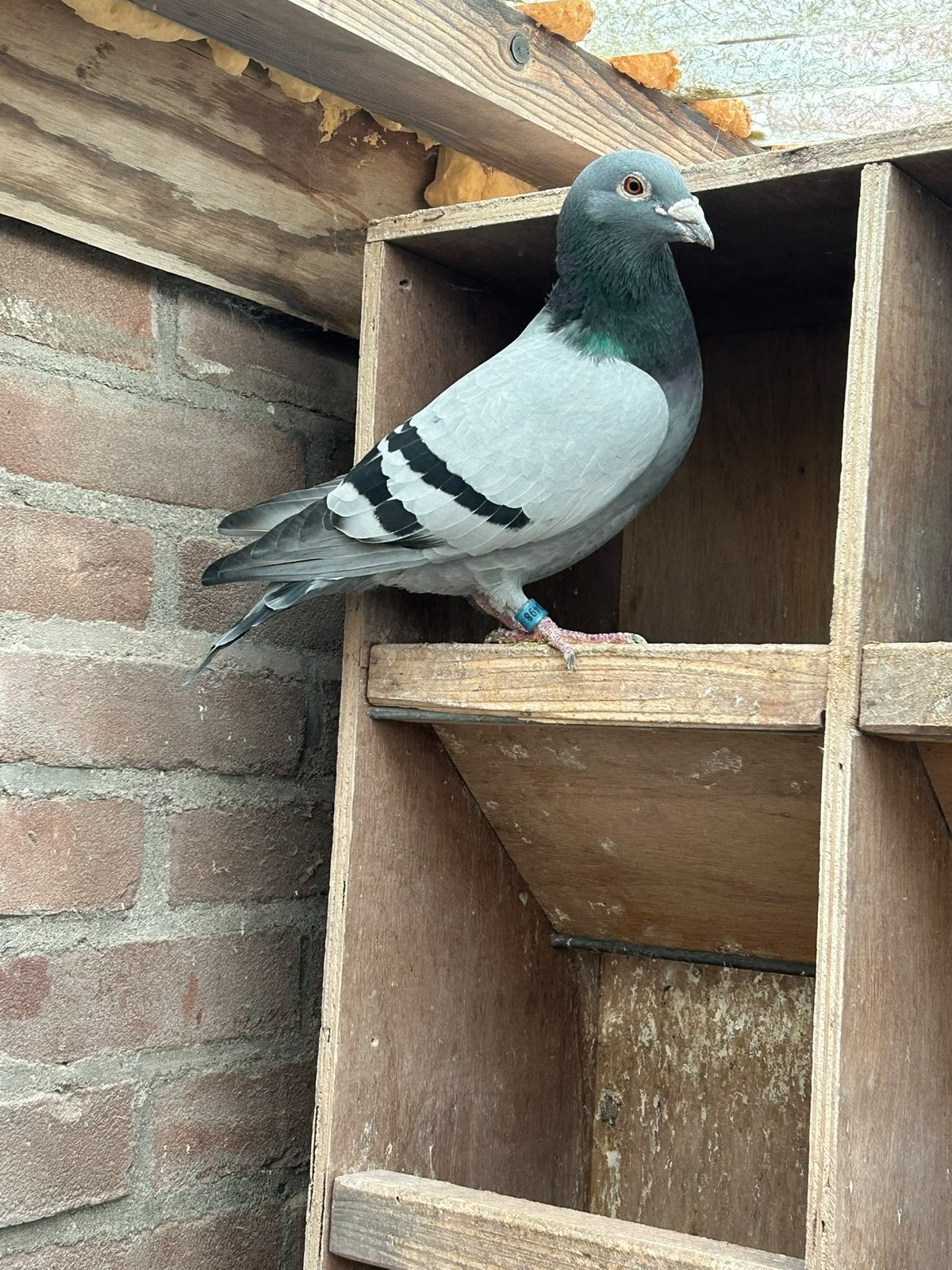 Jonge duiven aanbod 2027 A.Velema, Dieren en Toebehoren, Meerdere dieren, Postduif