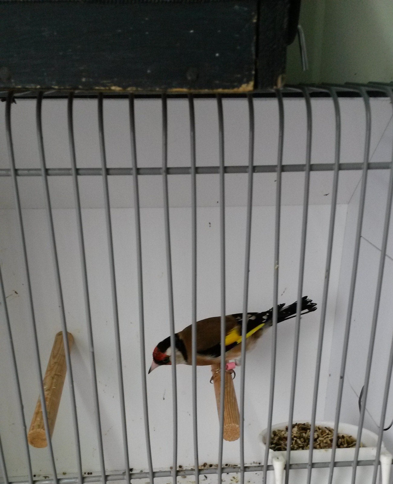 te koop koppel bloemputters., Meerdere dieren, Wildzangvogel, Geringd