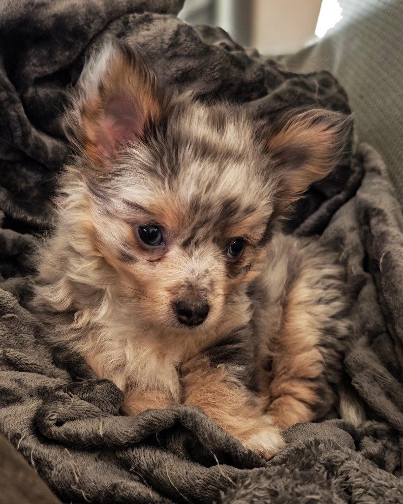 Chihuahua pupje (mag verhuizen), Parvo, België, Particulier, Reu