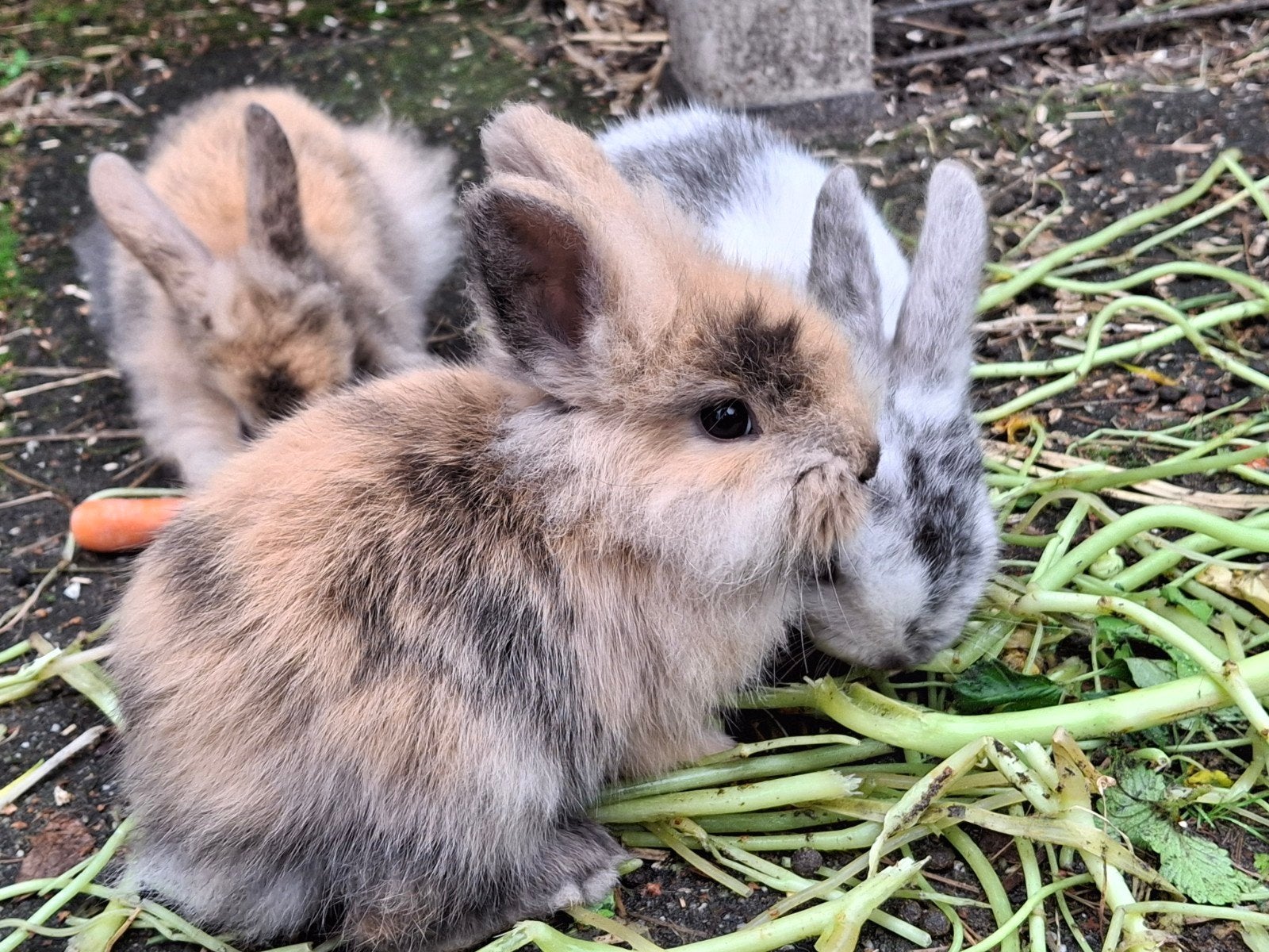 Mooi lief baby dwerg konijn ram, Mannelijk, Dwerg, 0 tot 2 jaar