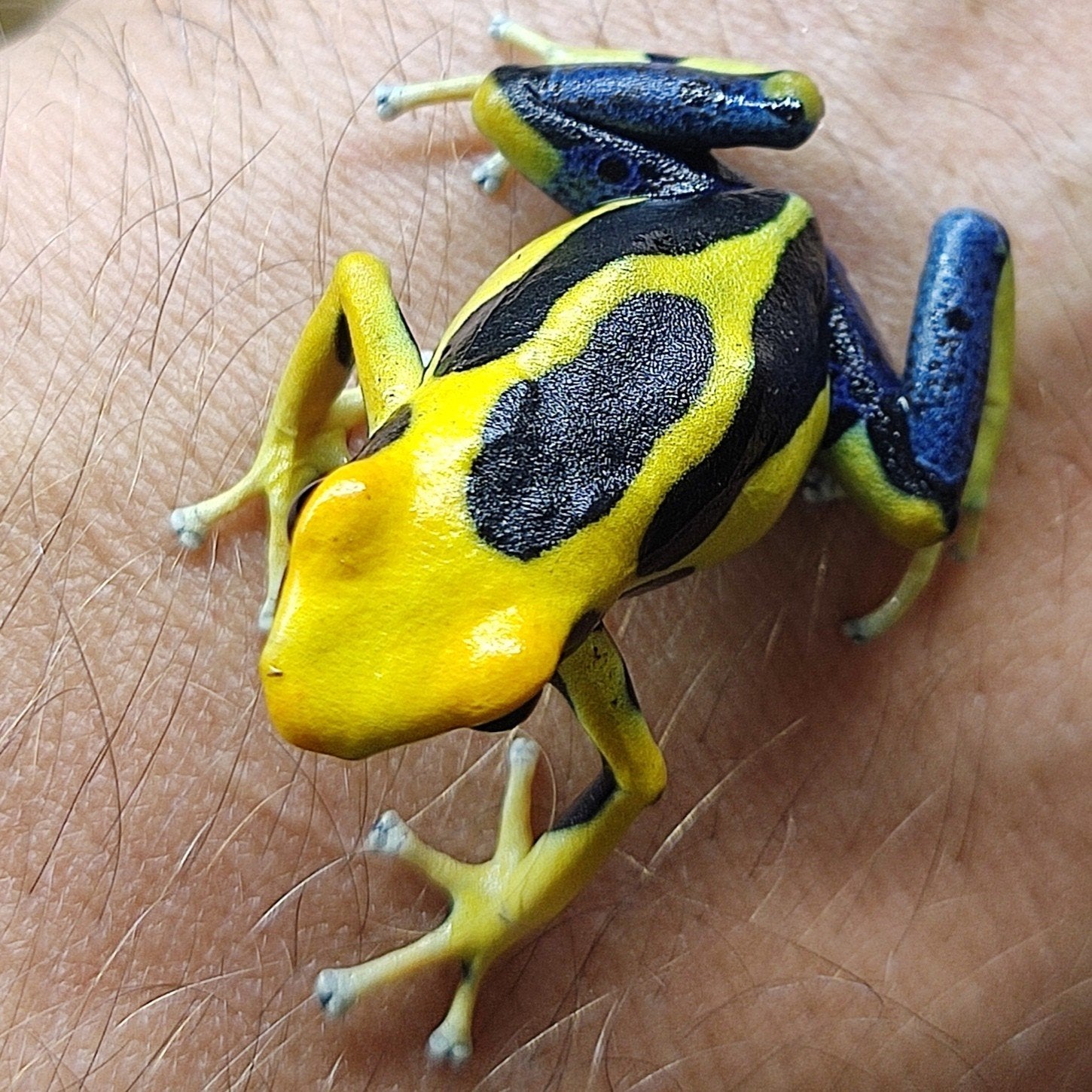 Dendrobates tinctorius 'Regina' Frog - unknown for sale from Wouter