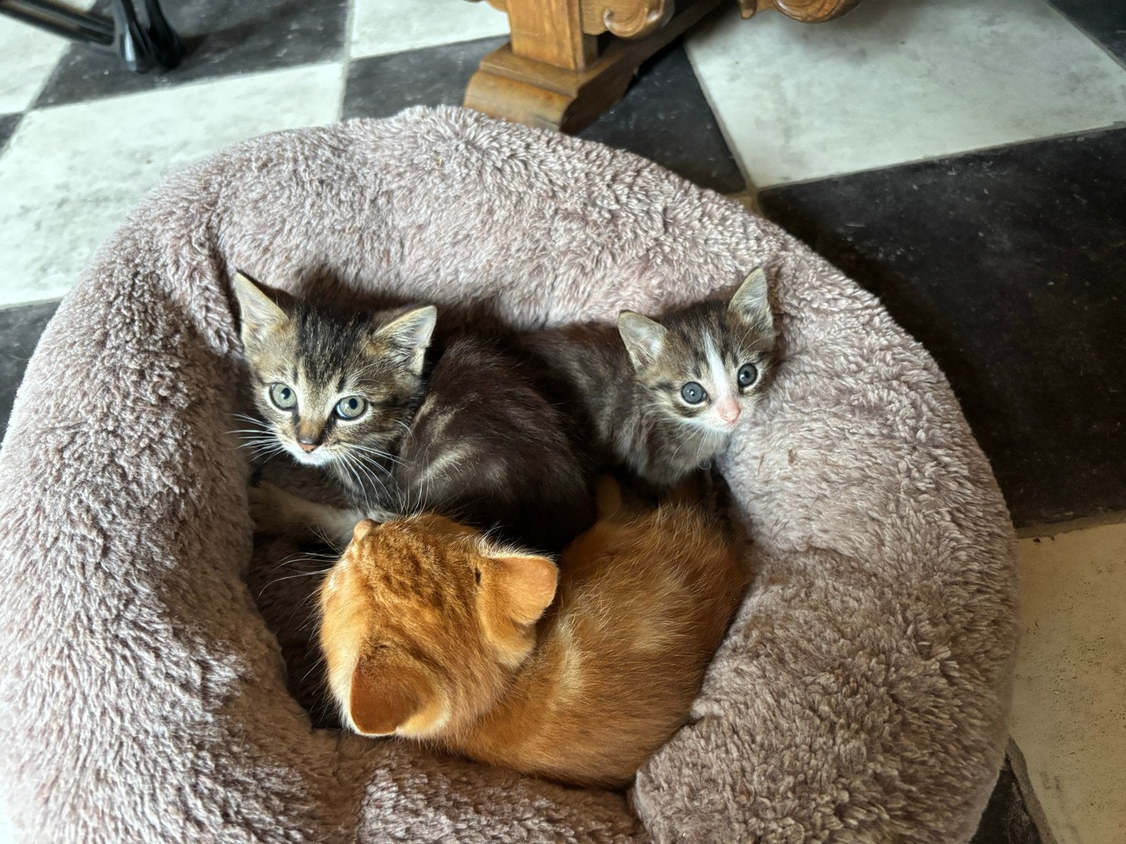 Te koop lieve kittens, Kater, Kortharig, 0 tot 2 jaar