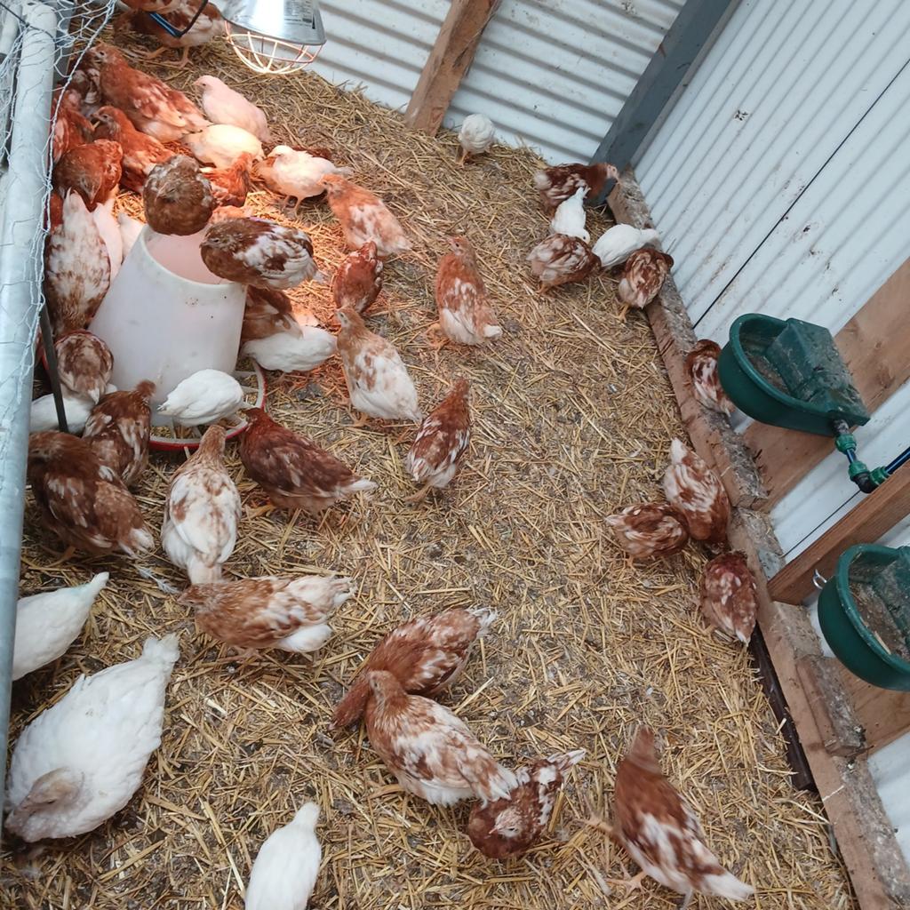 Jonge leghennetjes te koop. 6 weken oud., Vrouwelijk, Kip
