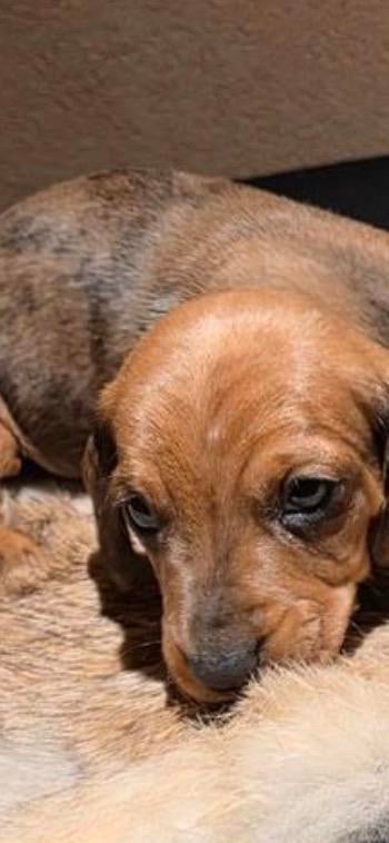 Waar zijn mijn broertjes en zusjes, Dieren en Toebehoren, Kaninchen, Korthaar, Teef, Eén hond