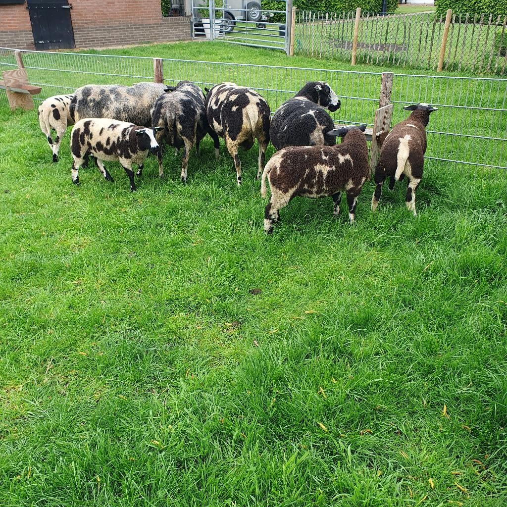Bonte stamboeklammeren, Meerdere dieren, Schaap, 0 tot 2 jaar