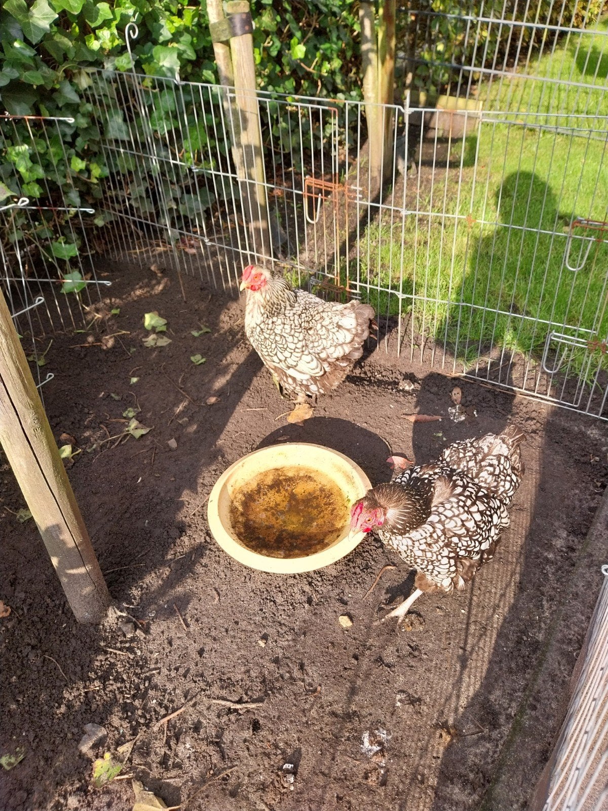 Twee wyandottes, gratis op te halen
