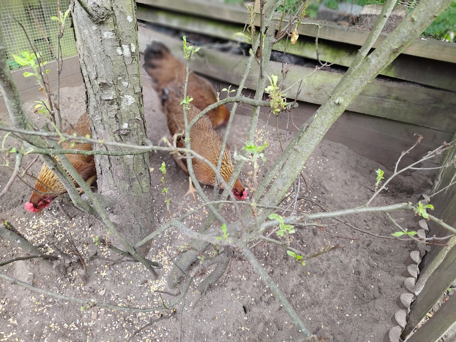 Welsumer legkippen, Dieren en Toebehoren, Vogels | Overige Vogels, Vrouwelijk