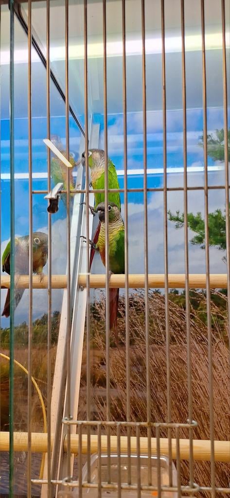 Prachtige phyrrura's, Geslacht onbekend, Dwergpapegaai of Agapornis, Geringd