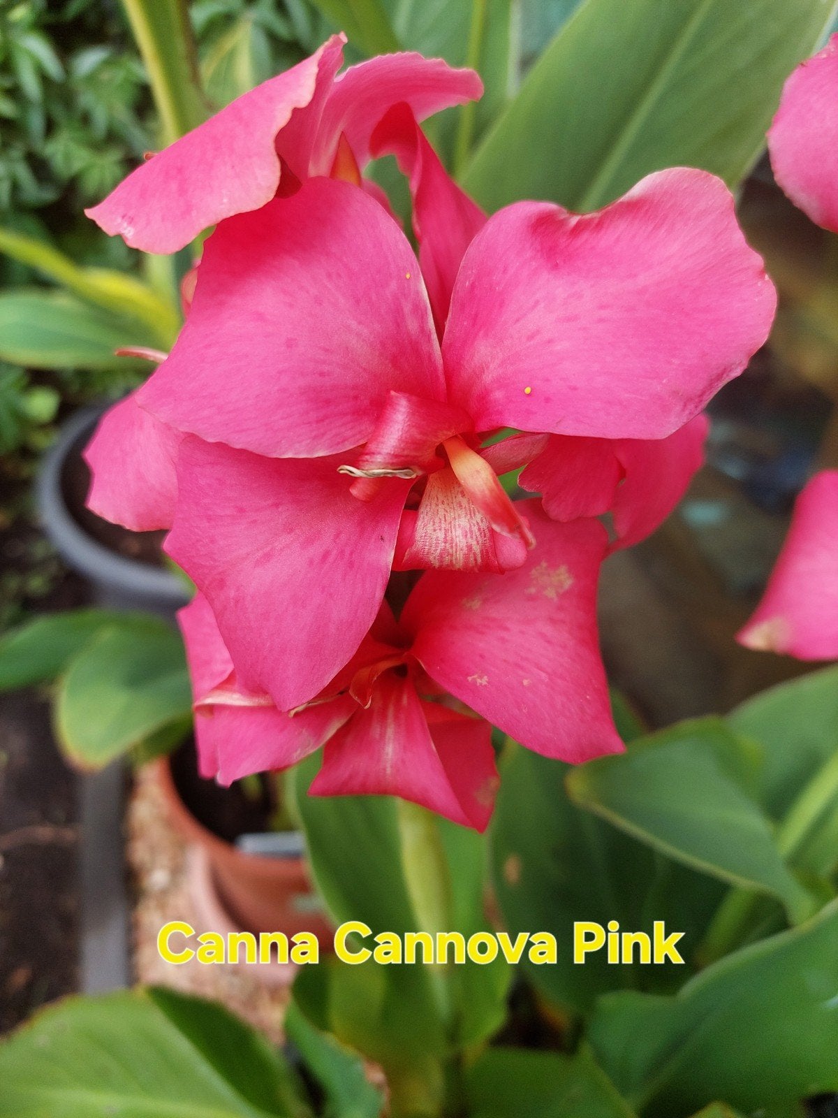 Canna Cannova Pink - Levendige Roze Bloemen, Ophalen, Overige soorten, Volle zon