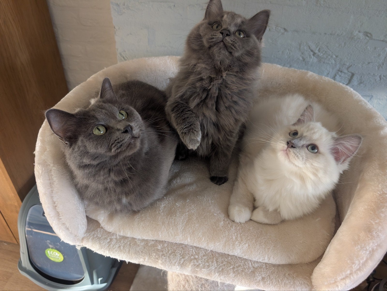 Ragdoll kittens, Poes, Gechipt, 0 tot 2 jaar