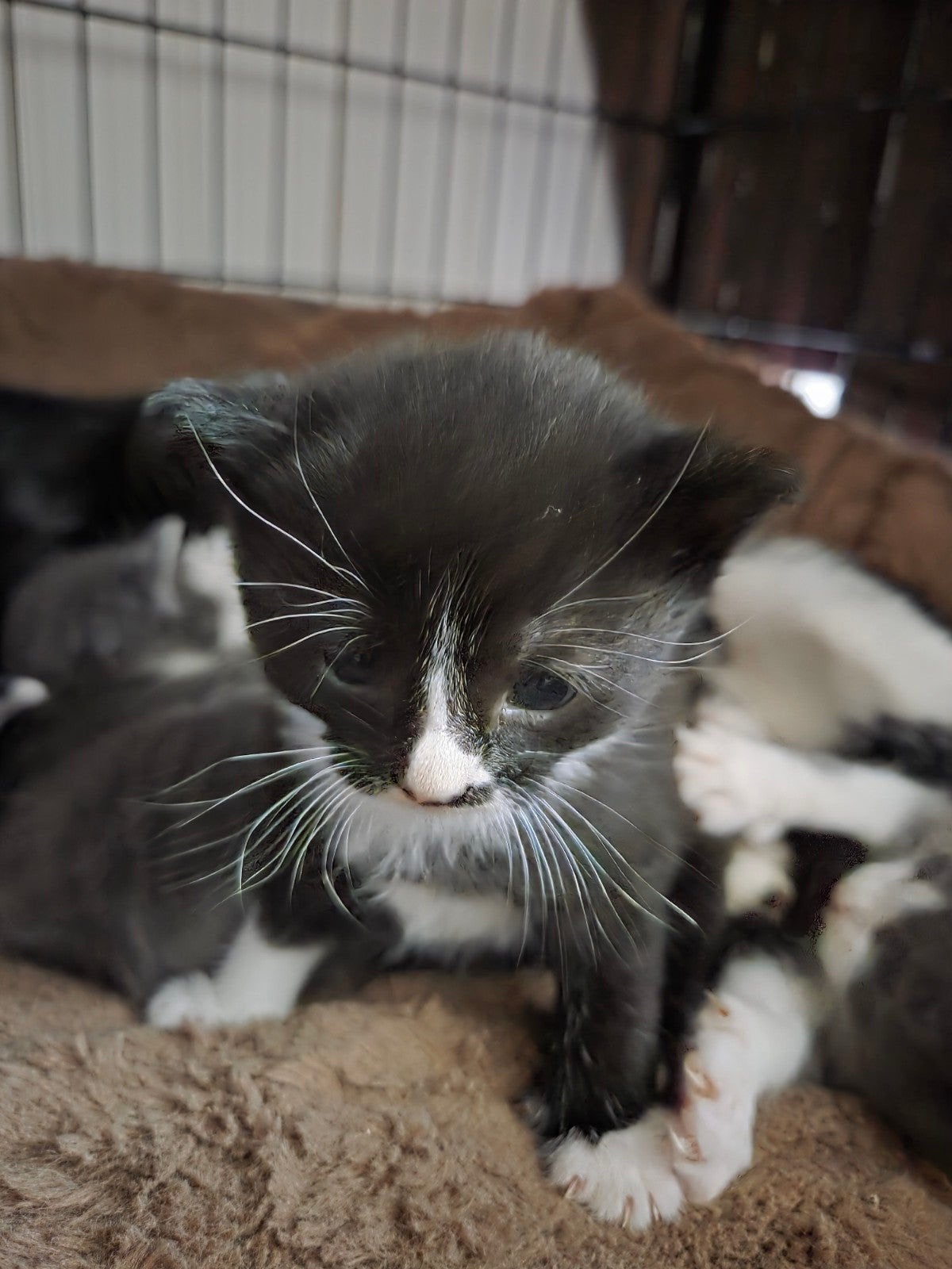 kittens 5 stuks zijn het er, Dieren en Toebehoren, Meerdere dieren, Kortharig, 0 tot 2 jaar